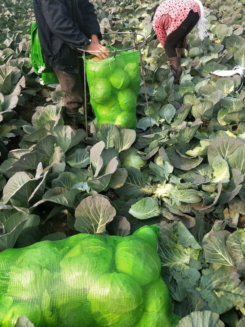 新鲜扁包菜产地现货！大量供应！出口商超市场电商长期供货