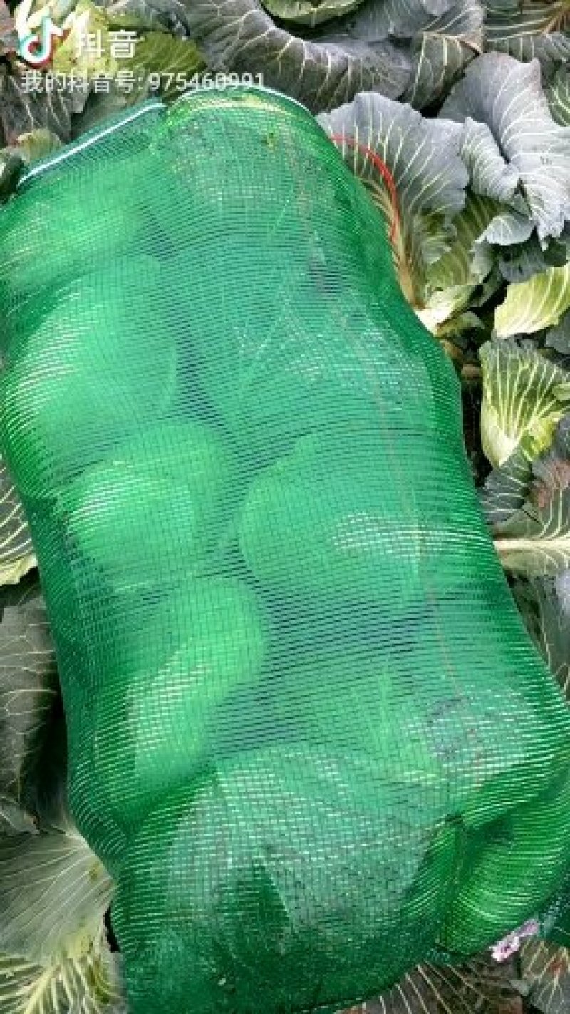 新鲜扁包菜产地现货！大量供应！出口商超市场电商长期供货