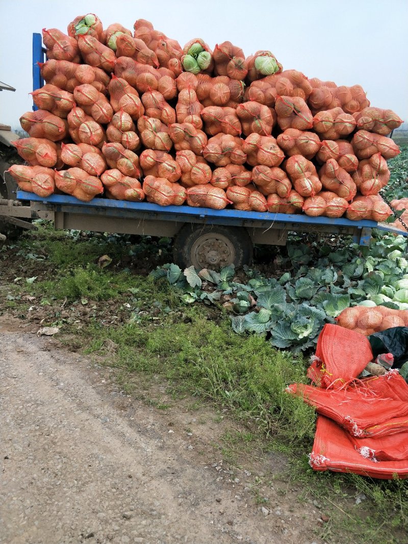 新鲜扁包菜产地现货！大量供应！出口商超市场电商长期供货