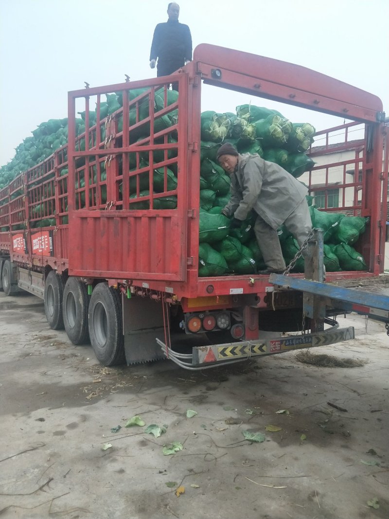 新鲜扁包菜产地现货！大量供应！出口商超市场电商长期供货