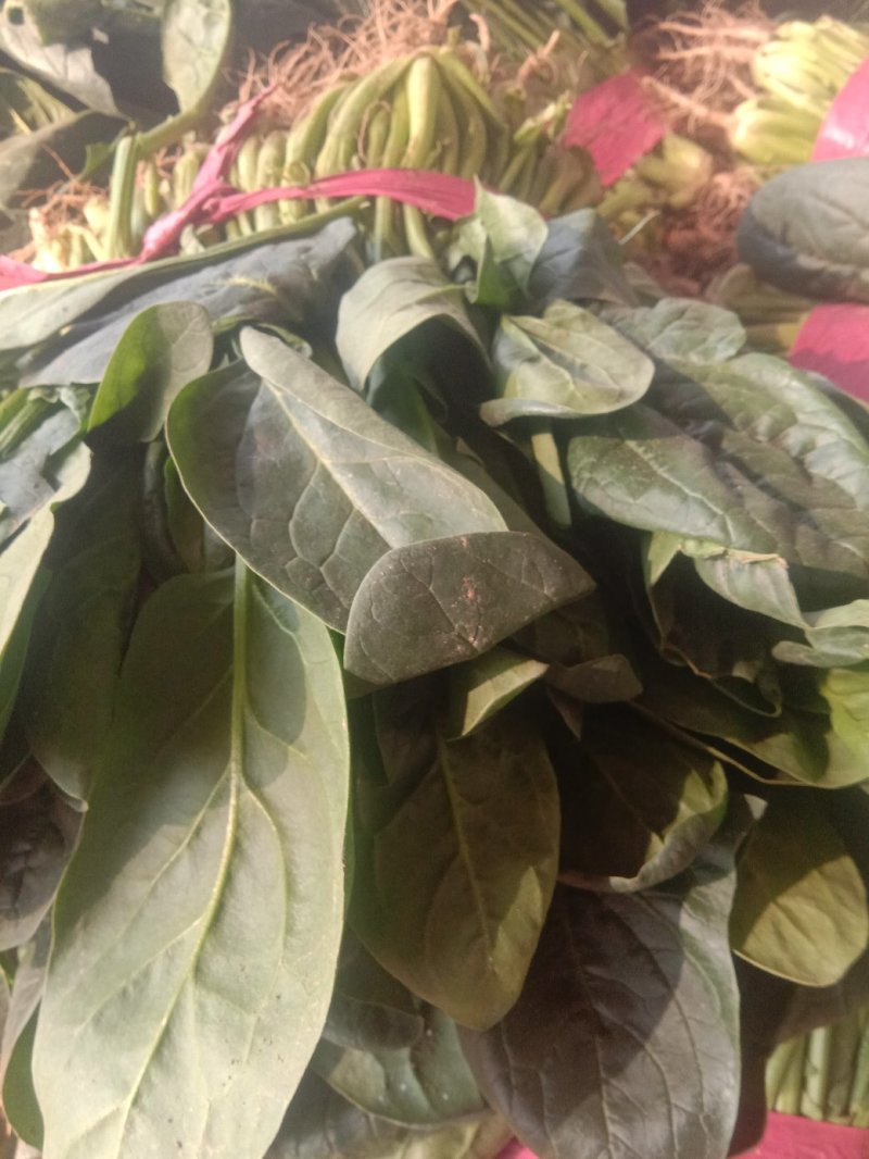 精品菠菜批发菠菜大量上市货量巨大日供30万斤