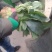 精品菠菜批发菠菜大量上市货量巨大日供30万斤