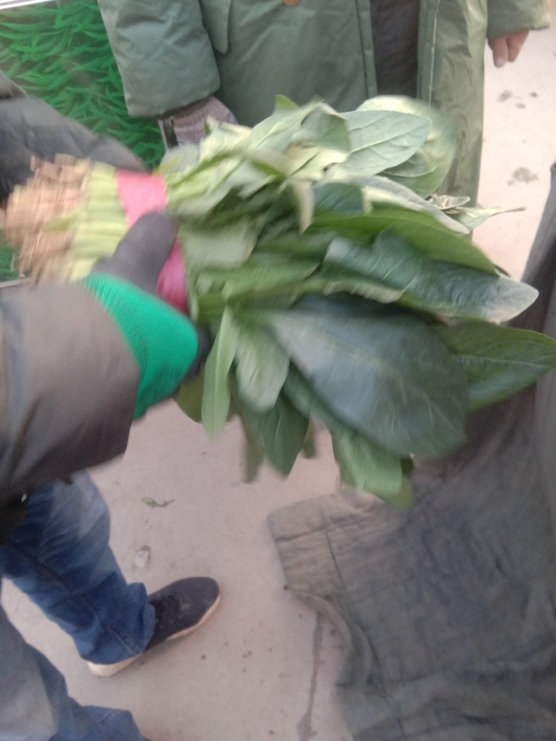 精品菠菜批发菠菜大量上市货量巨大日供30万斤