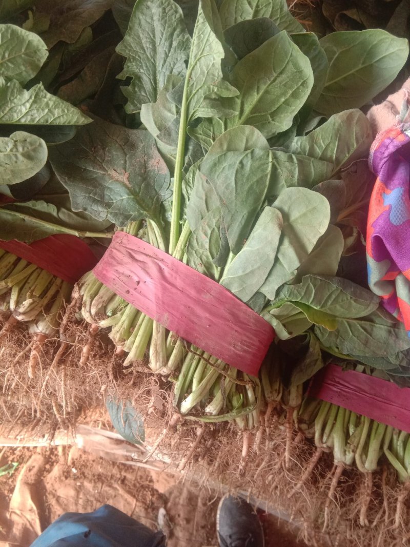 精品菠菜批发菠菜大量上市货量巨大日供30万斤