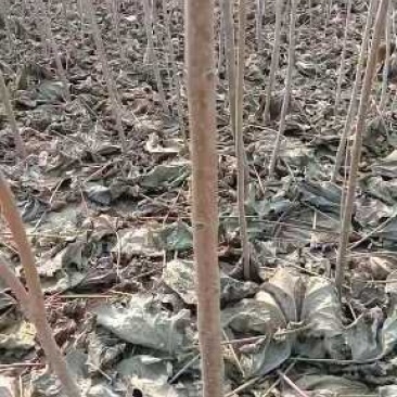 梓树