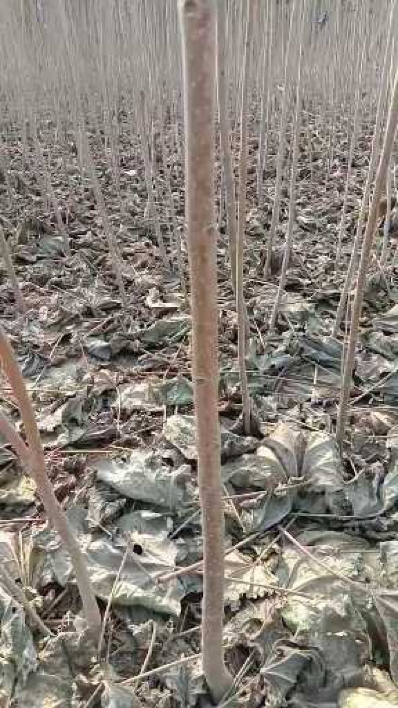梓树