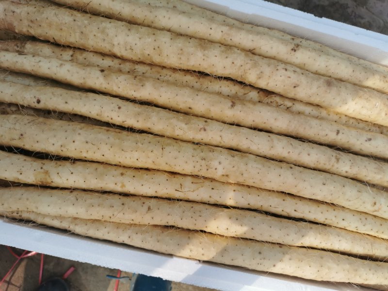 蠡县小白嘴山药，产地直销，大量现货供应，诚信第一！