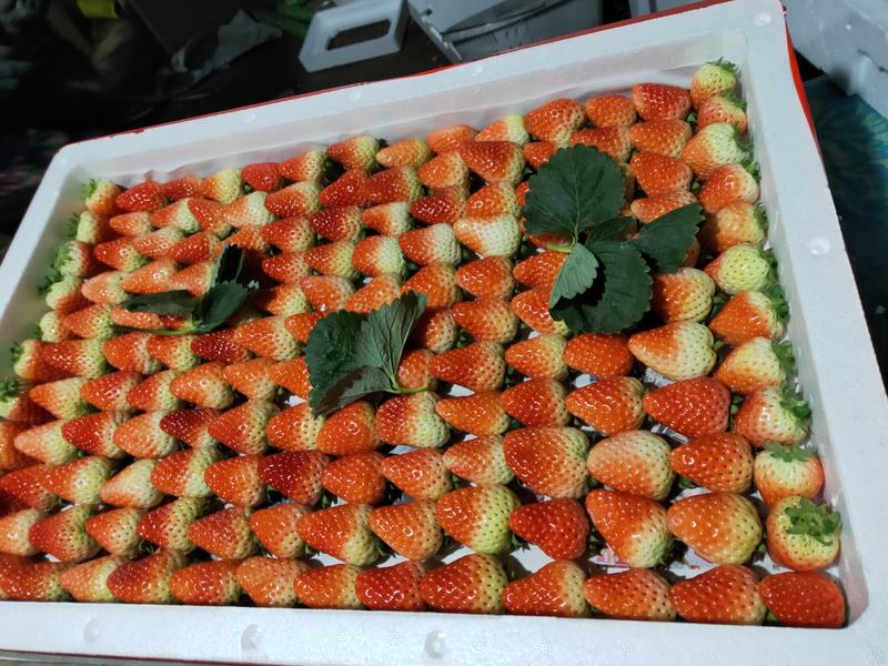妙香、宁玉草莓江苏草莓基地每天大量供应优质草莓欢迎采购