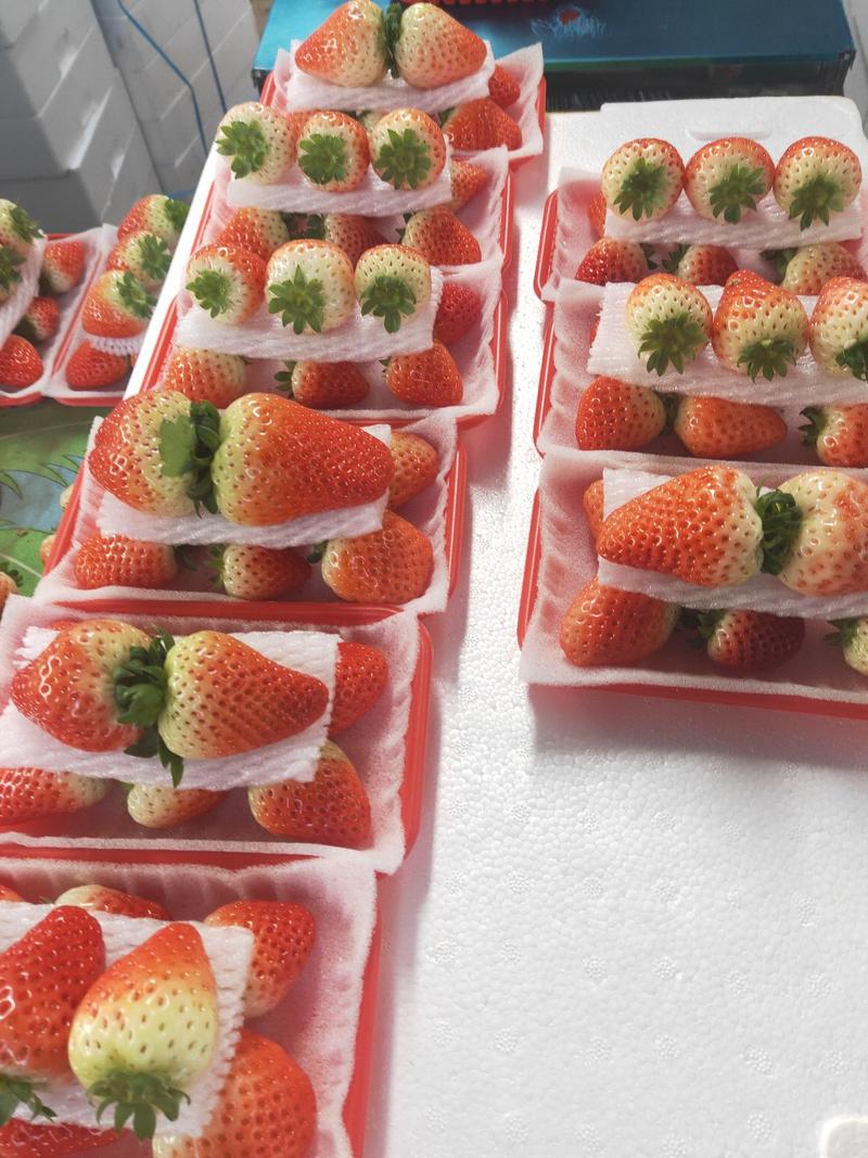 妙香、宁玉草莓江苏草莓基地每天大量供应优质草莓欢迎采购