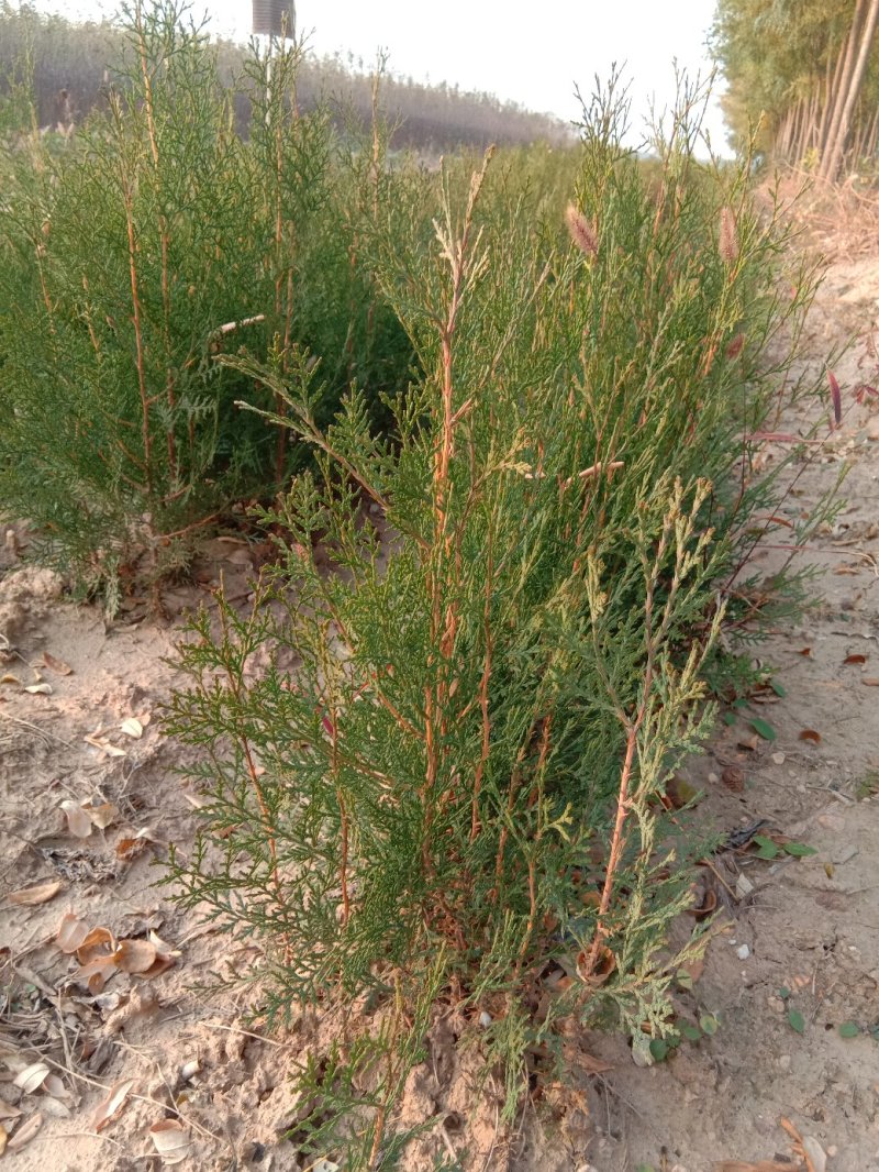 【热销】山西侧柏苗，1-2年侧柏苗，规格齐全基地直发保证存活