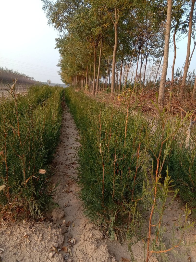 【热销】山西侧柏苗，1-2年侧柏苗，规格齐全基地直发保证存活