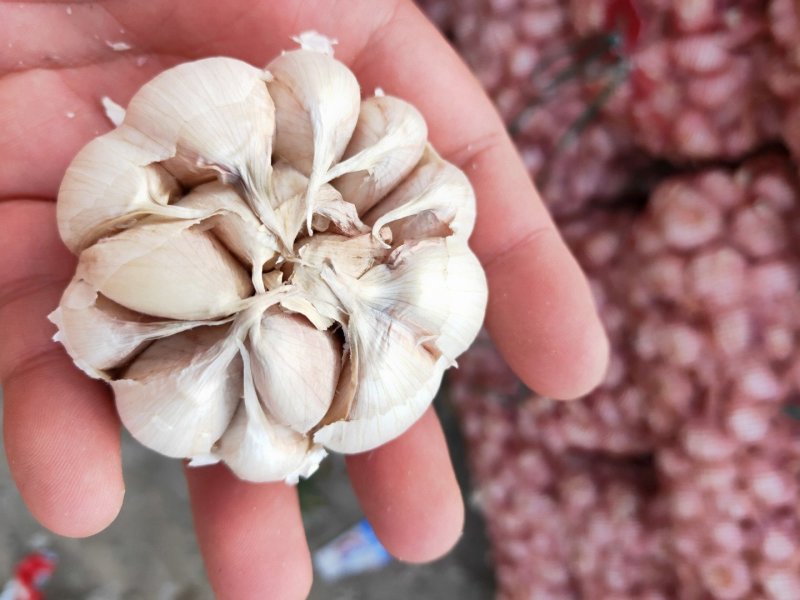 江苏紫皮大蒜上市，精品，原皮电商，通货，越南货，蒜米等等