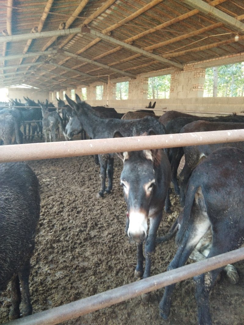 山东肉驴肉驴苗300斤到500斤多少钱一斤