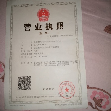 孪树