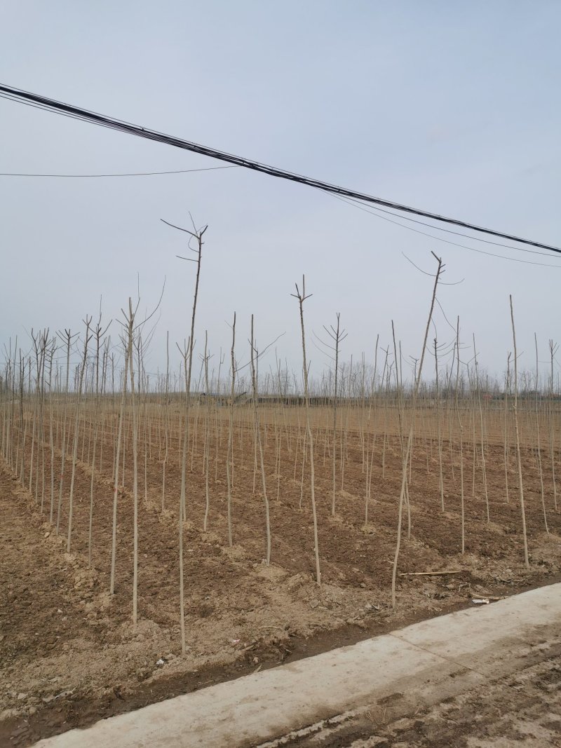 杜仲树，杜仲树苗