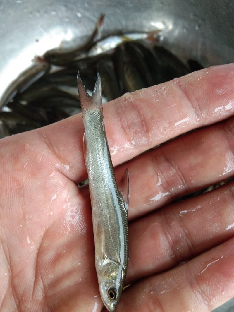 草鱼苗，各种规挌，抗病毒生长快，支持川，黔送货上门