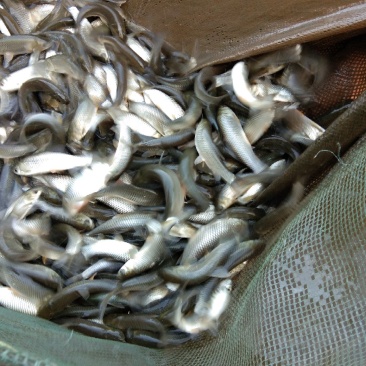 草鱼苗，各种规挌，抗病毒生长快，支持川，黔送货上门
