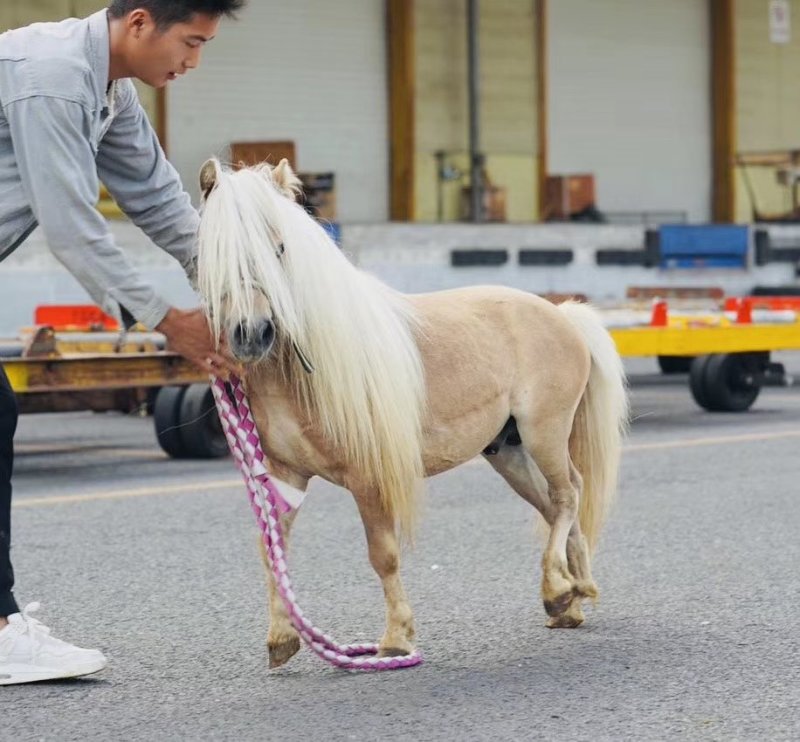 矮马乘骑大马100~200kg