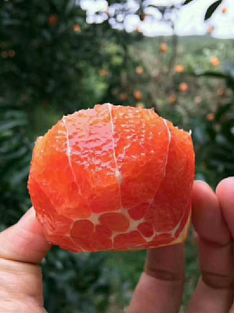 中华红橙血橙红肉红心橙子脐橙视频看货产地直发