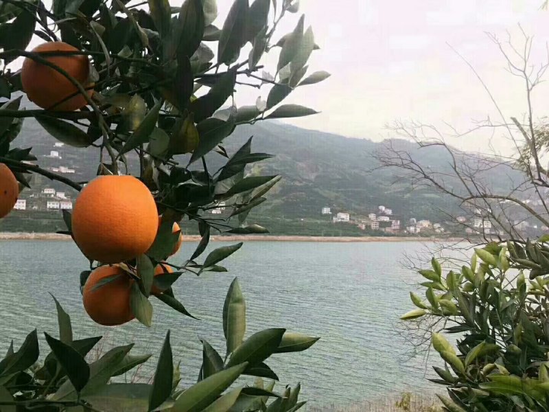 中华红橙血橙红肉红心橙子脐橙视频看货产地直发