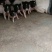 巴马香猪小香猪种猪苗多少钱一只