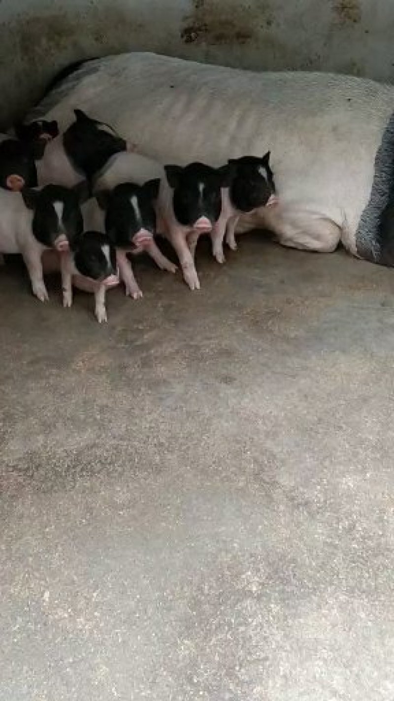 巴马香猪小香猪种猪苗多少钱一只