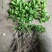 广西茉莉花苗1～4年，大量出售