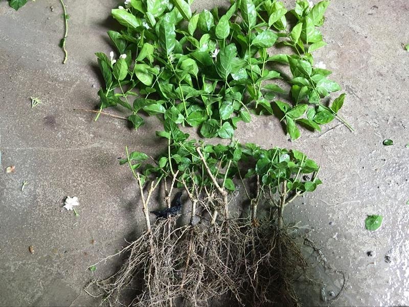 广西茉莉花苗1～4年，大量出售