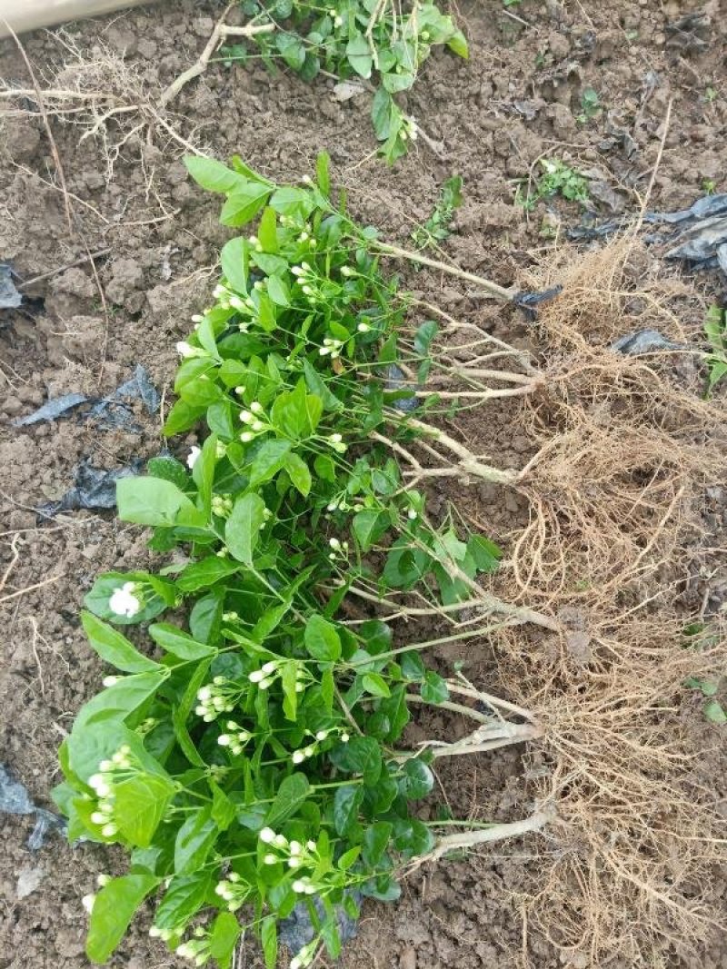 广西茉莉花苗1～4年，大量出售