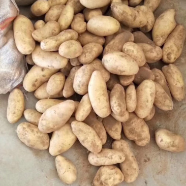 河南新鲜黄心土豆大量出货中
