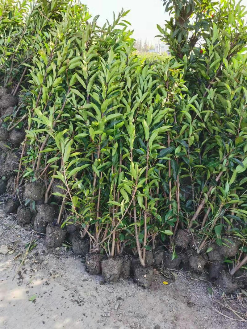 出售法国冬青（珊瑚树）高档庭院篱笆墙可视频看货，基地现挖
