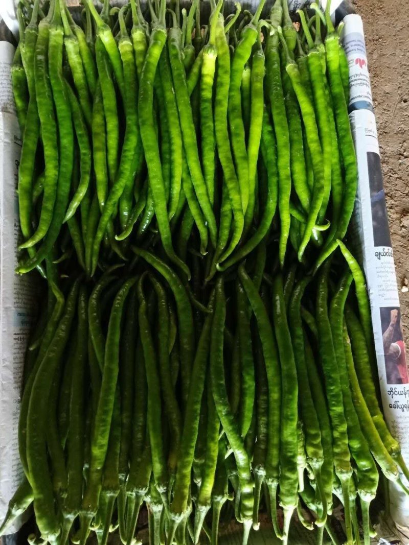 大量青椒，广东蔬菜，鲜辣椒，线椒，，红线椒，长辣椒，辣椒