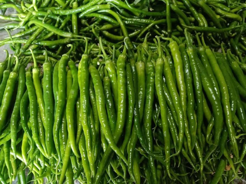 大量青椒，广东蔬菜，鲜辣椒，线椒，，红线椒，长辣椒，辣椒