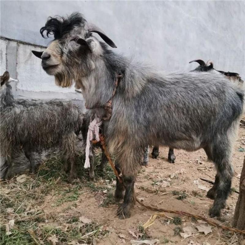 波尔山羊，黑山羊种羊免费送货，可视频选羊