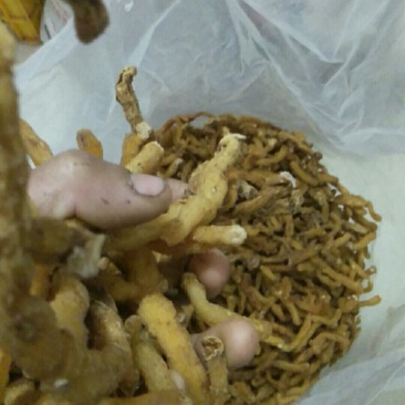 【精品】玉竹质量保证量大从优火爆畅销中
