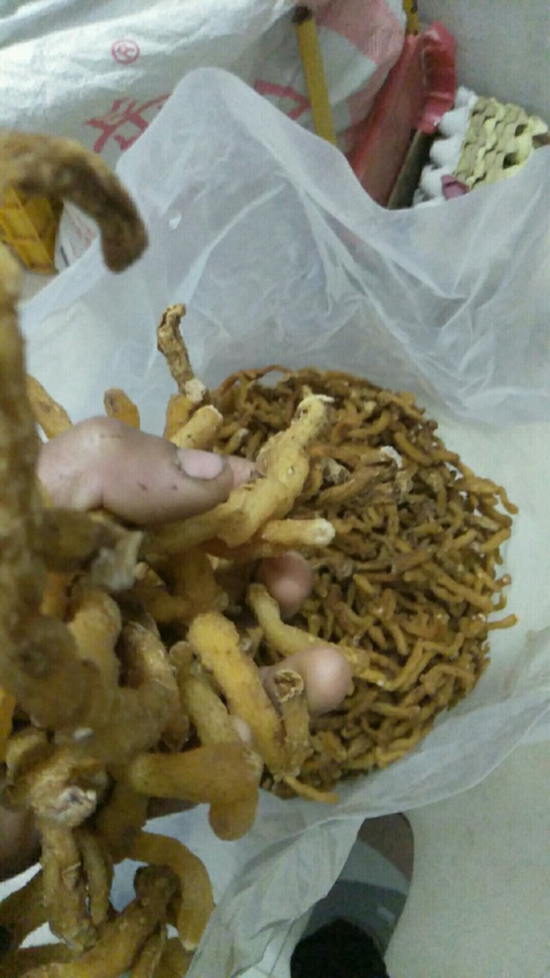 【精品】玉竹质量保证量大从优火爆畅销中