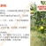橙子苗早熟脐橙苗～赣南早，秭归早/八月中秋前后成熟上市