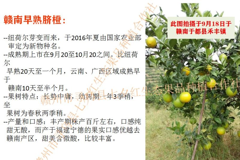 橙子苗早熟脐橙苗～赣南早，秭归早/八月中秋前后成熟上市
