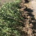 出售法国冬青（珊瑚树）高档庭院篱笆墙可视频看货，基地现挖