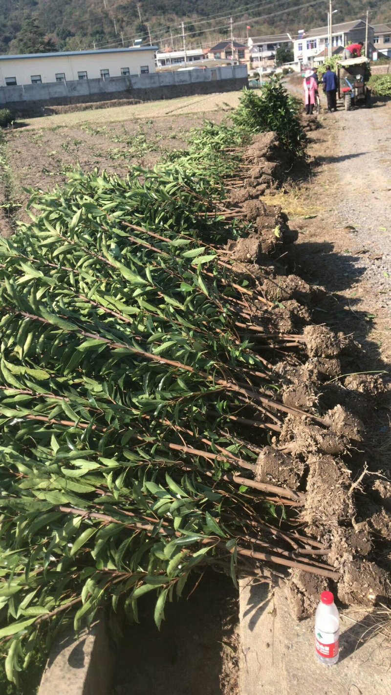 出售法国冬青（珊瑚树）高档庭院篱笆墙可视频看货，基地现挖