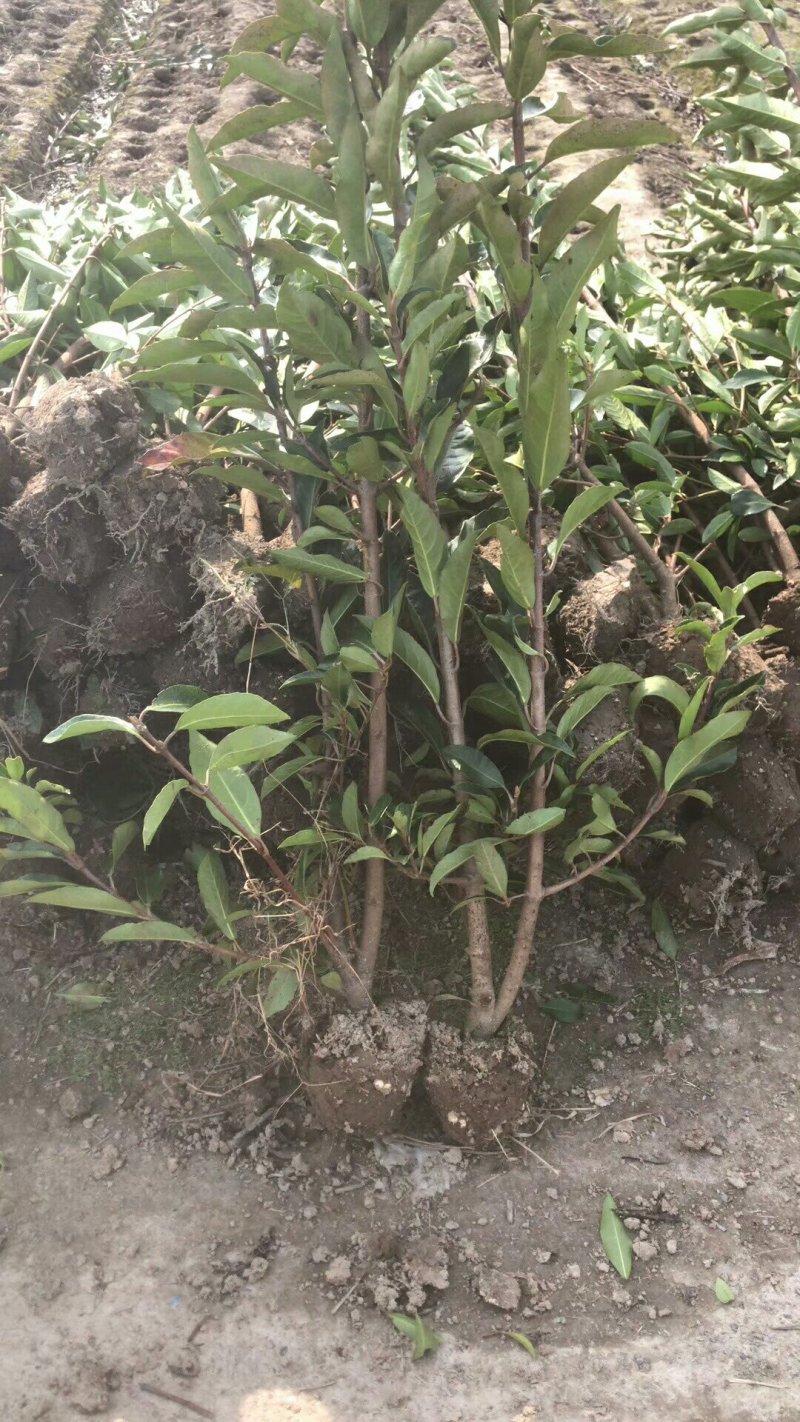 出售法国冬青（珊瑚树）高档庭院篱笆墙可视频看货，基地现挖