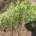 出售法国冬青（珊瑚树）高档庭院篱笆墙可视频看货，基地现挖