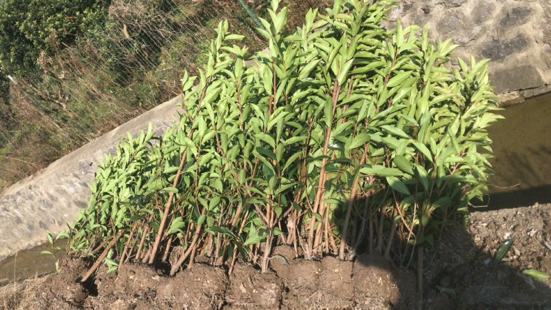 出售法国冬青（珊瑚树）高档庭院篱笆墙可视频看货，基地现挖