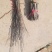 扦插白木槿苗园林绿化绿化木槿苗食用药用白木槿