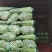 西芹，芹菜，香芹，细，中，粗，颜色黄绿，