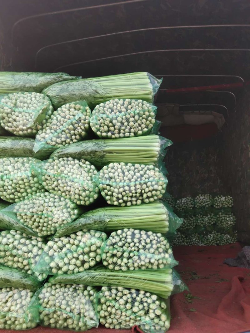 西芹，芹菜，香芹，细，中，粗，颜色黄绿，