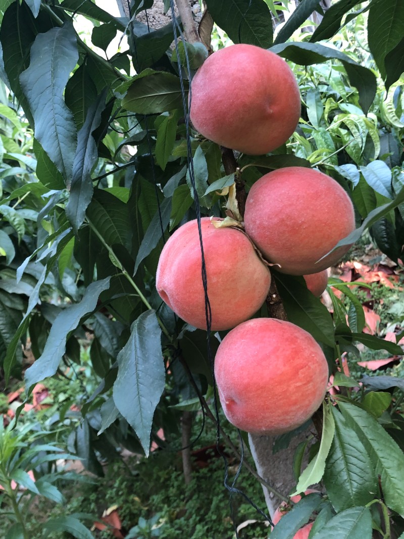 优质毛桃