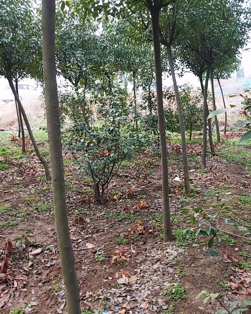 红叶石楠，树形好部分腾地处理