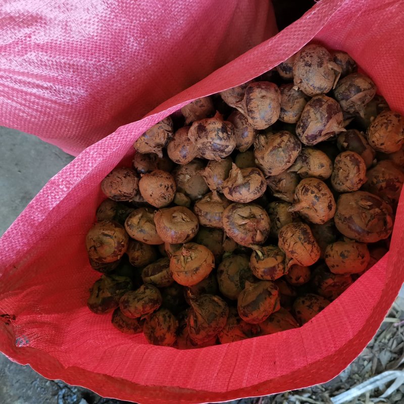 大量出售各种马蹄