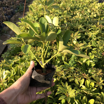 鸭脚木鹅掌柴15-35各种高度漳州花卉基地